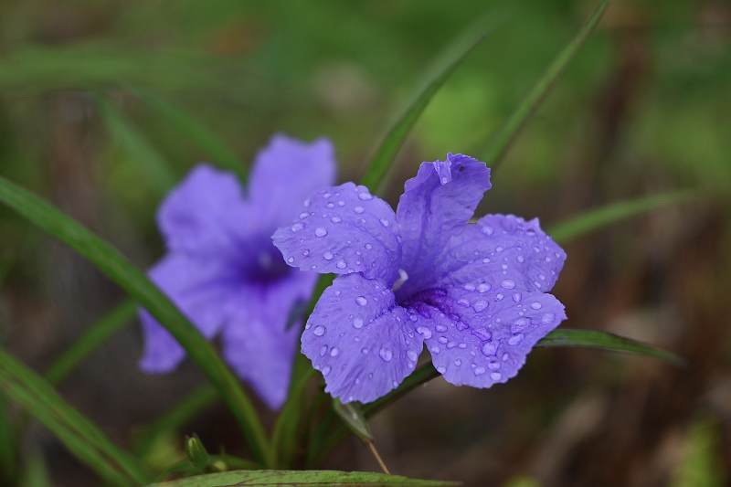 蓝花草上的露珠图片