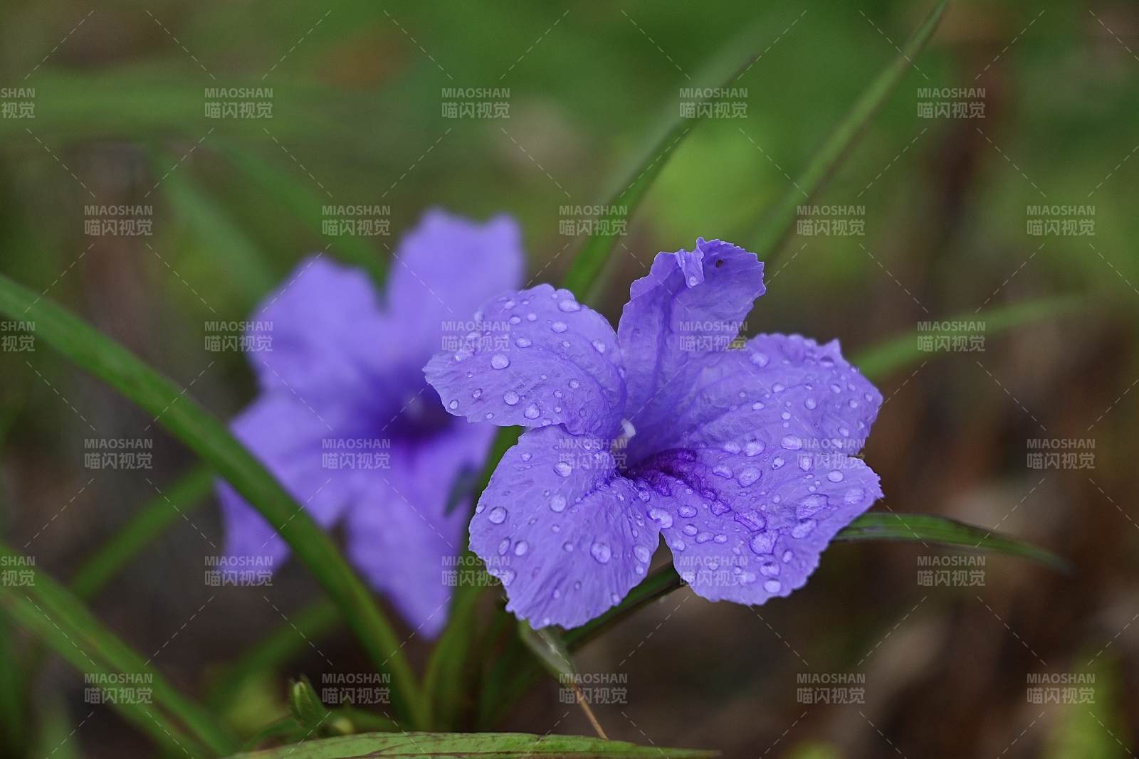 蓝花草上的露珠图片