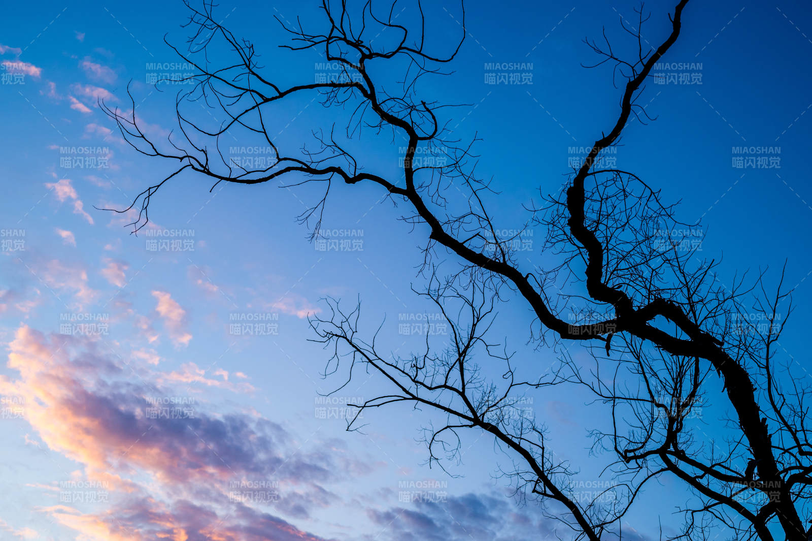 暮色枝影 静谧天空图片