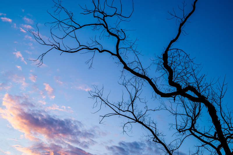 暮色枝影 静谧天空图片