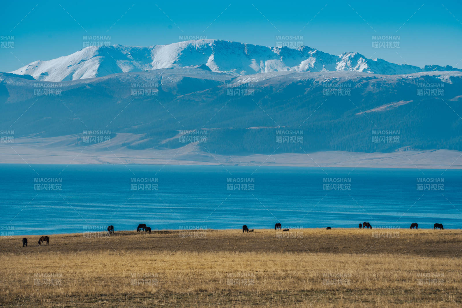 赛里木湖 牛羊悠然图片