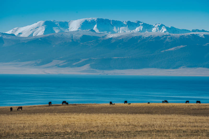 赛里木湖 牛羊悠然图片