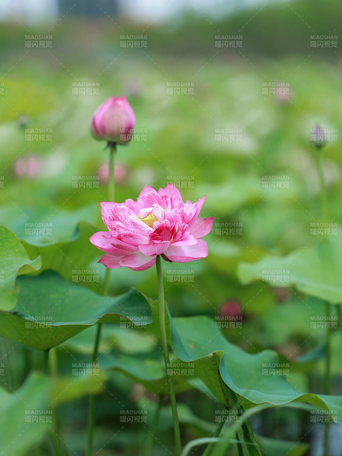 粉莲绽放 绿叶相伴图片