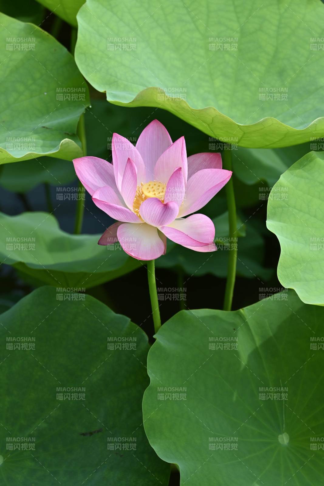 粉色荷花在绿叶中绽放图片