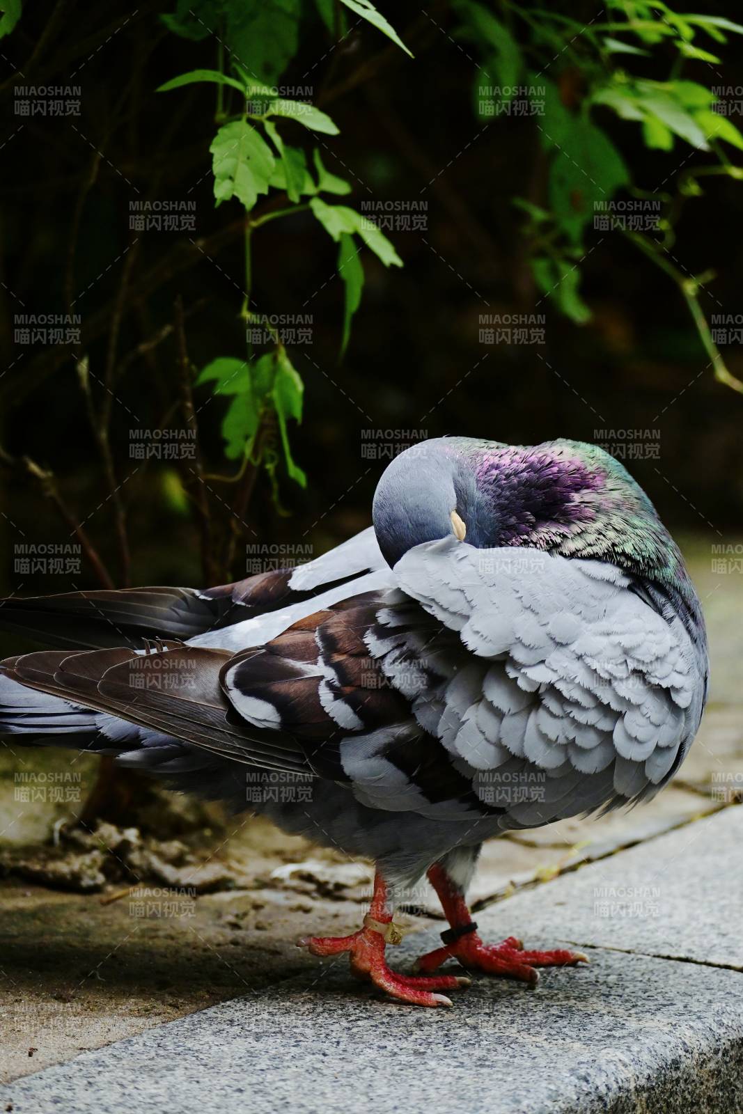 鸽子的优雅姿态图片