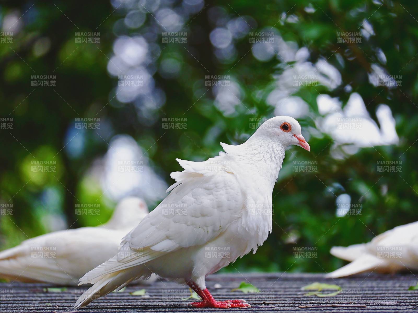 白鸽栖息绿意间图片