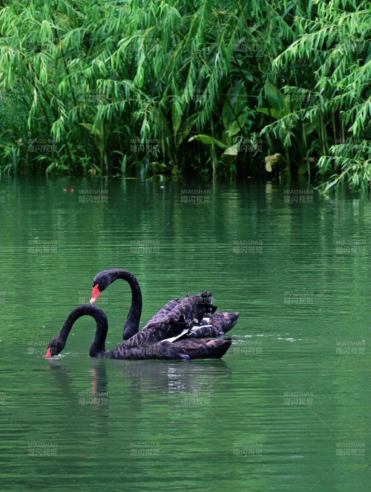 黑天鹅一家游湖影图片