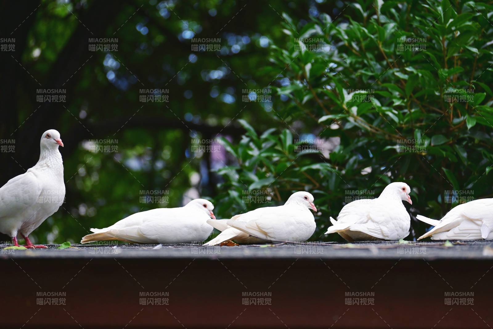 五只白鸽栖息在栏杆上图片