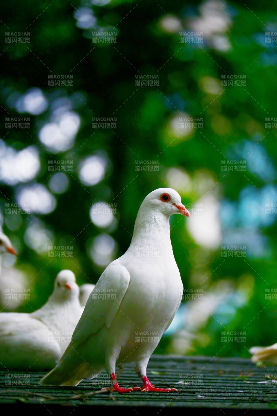 白鸽栖息绿意间图片