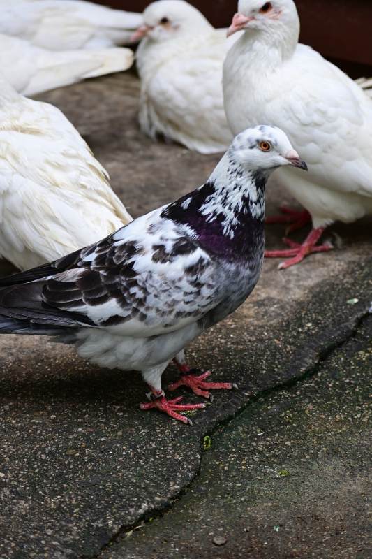 斑点鸽与白鸽群图片