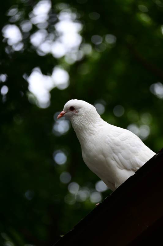 屋顶上的白鸽图片