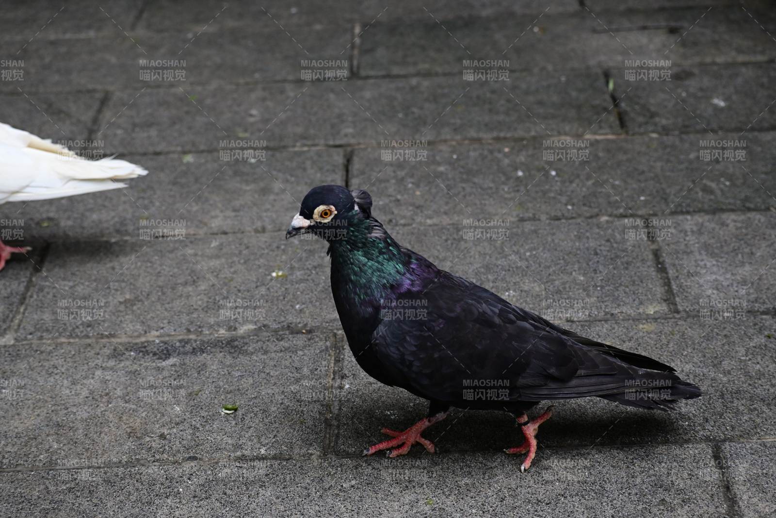 城市中的黑色鸽子图片