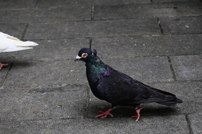 城市中的黑色鸽子图片