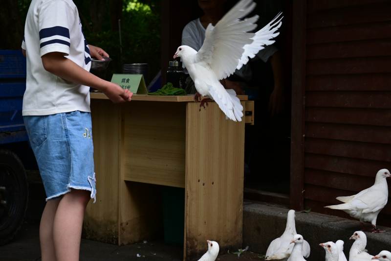 鸽子飞出笼 游客喂食中图片