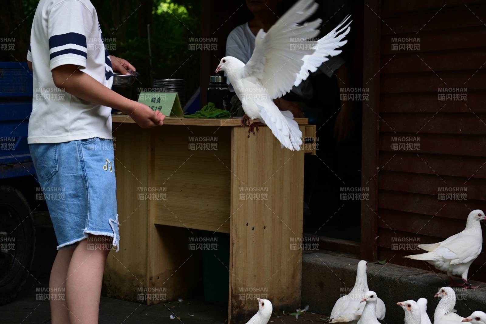 鸽子飞出笼 游客喂食中图片