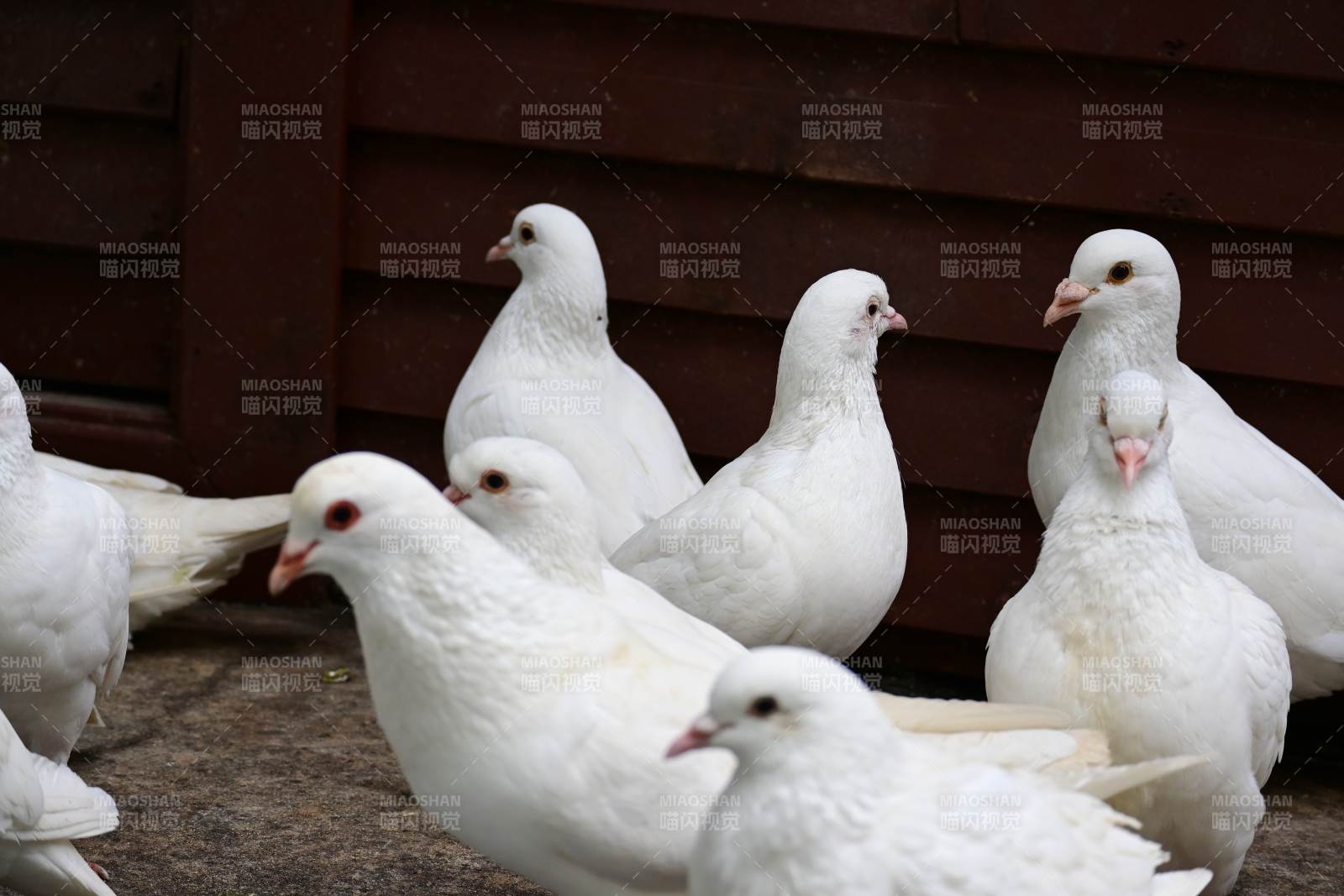 一群白色的鸽子聚集在一起图片