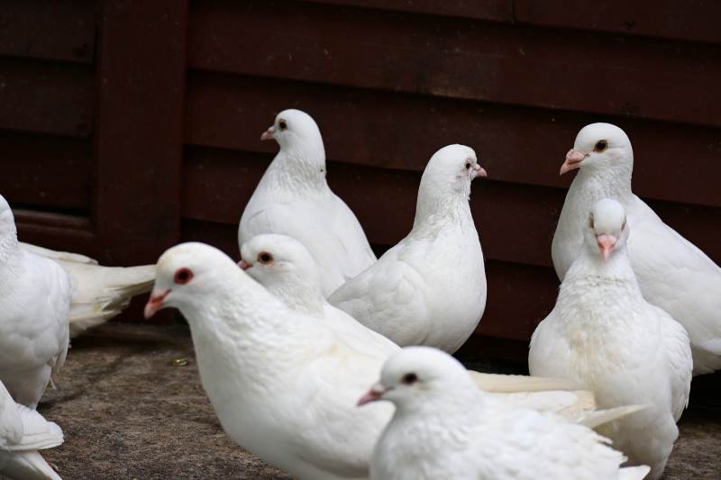 一群白色的鸽子聚集在一起图片