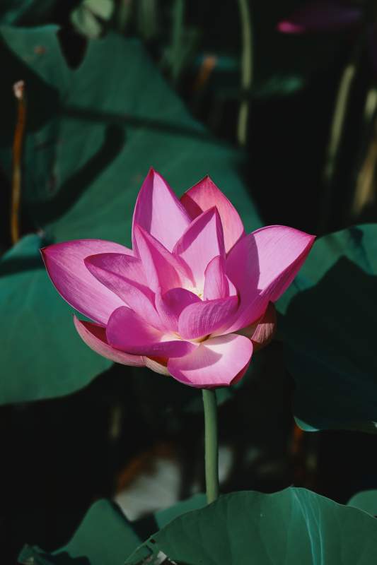 粉红莲花静谧绽放图片