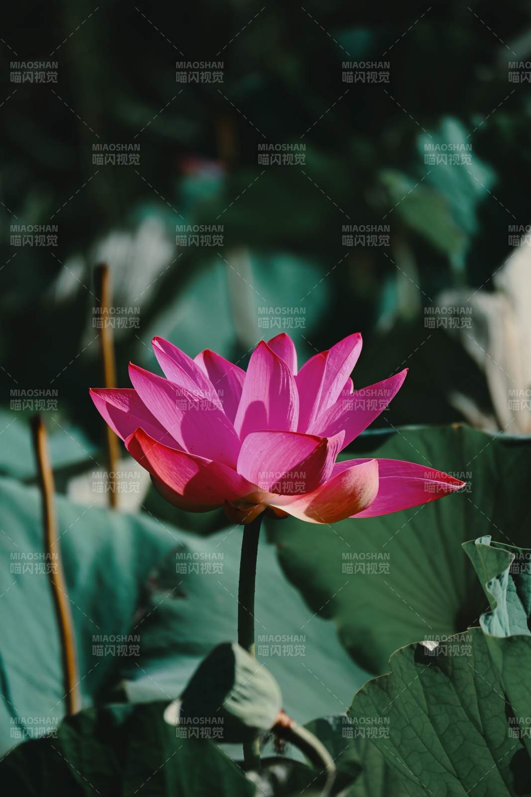 粉红莲花静谧绽放图片