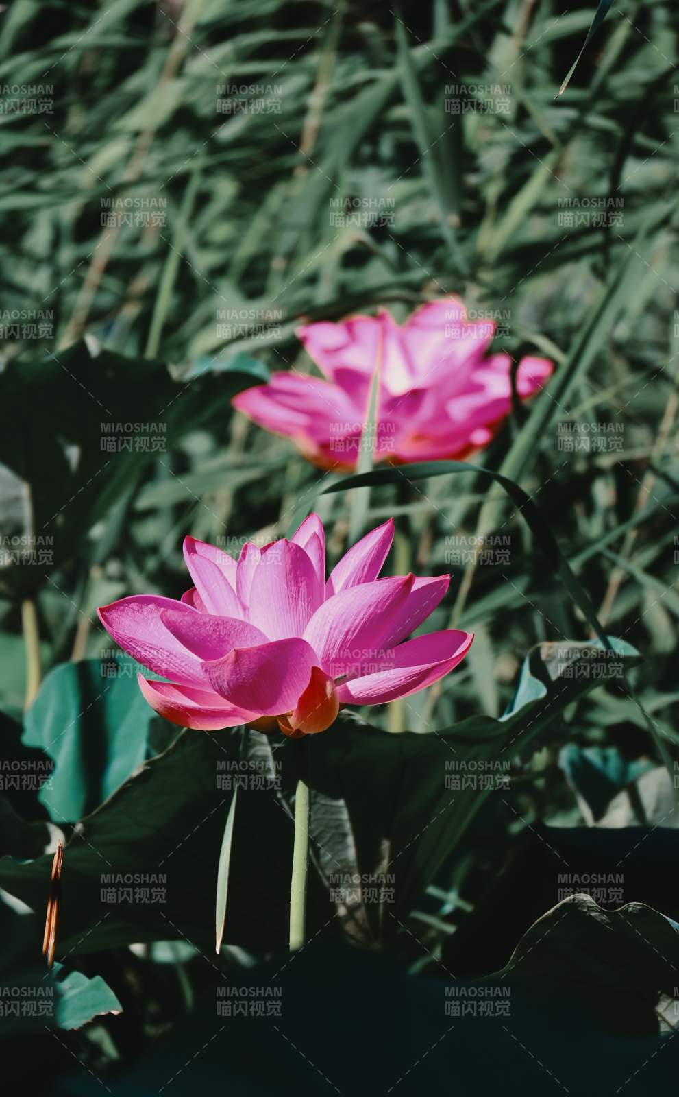 粉莲静谧 绿叶相伴图片