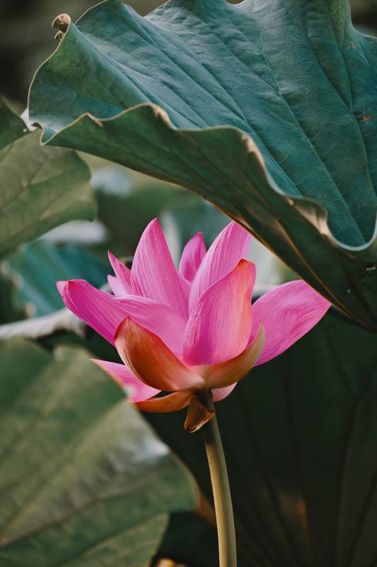 粉色莲花与绿叶相伴图片