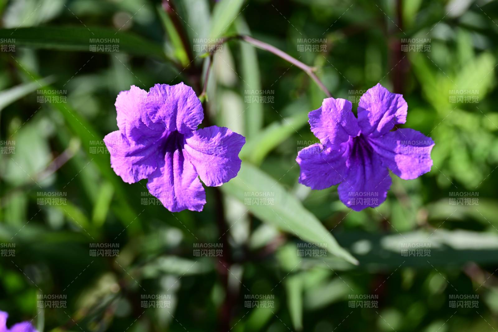 紫色花朵在绿叶中绽放图片