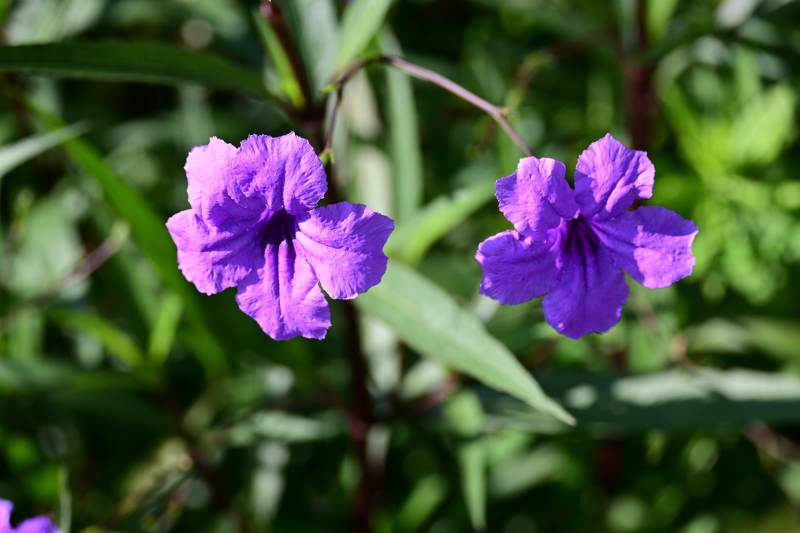 紫色花朵在绿叶中绽放图片