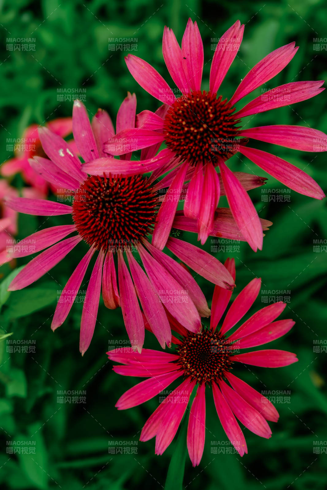 粉红松果菊绽放之美图片