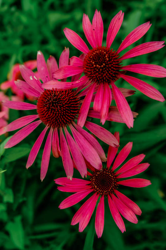 粉红松果菊绽放之美图片