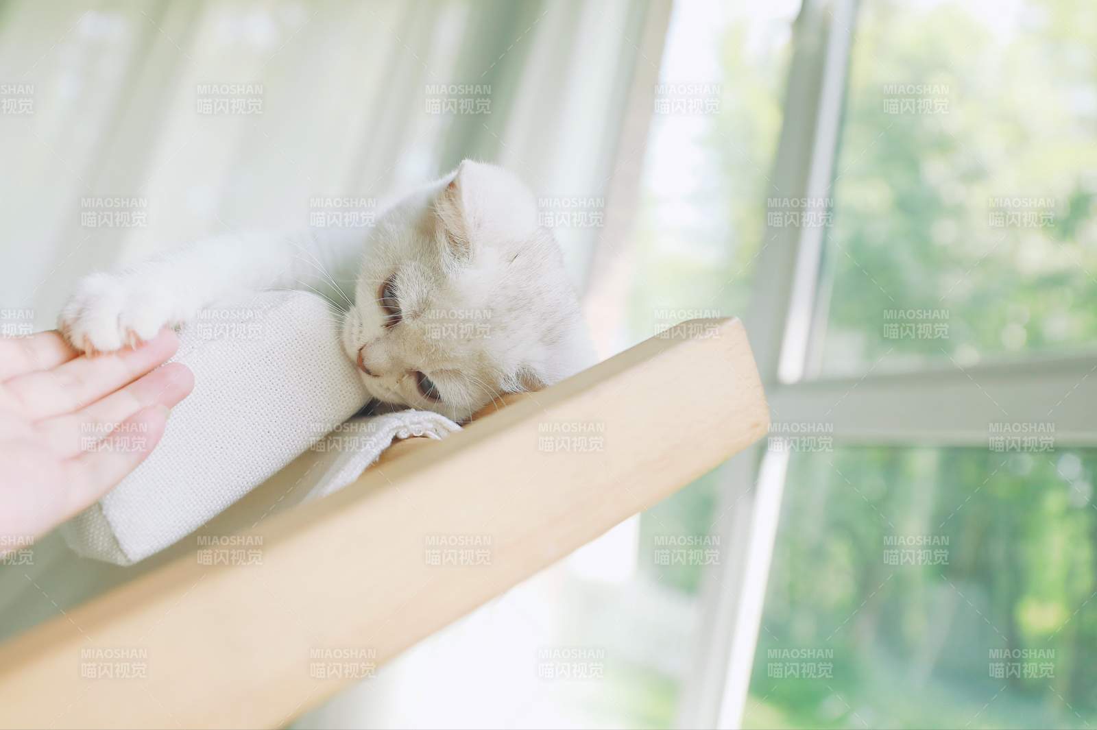 窗边小猫温馨一抱图片