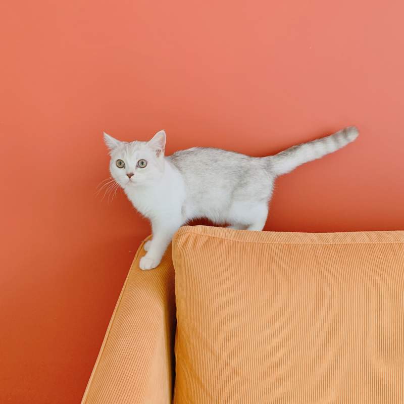 橙墙白猫 悠闲时光图片