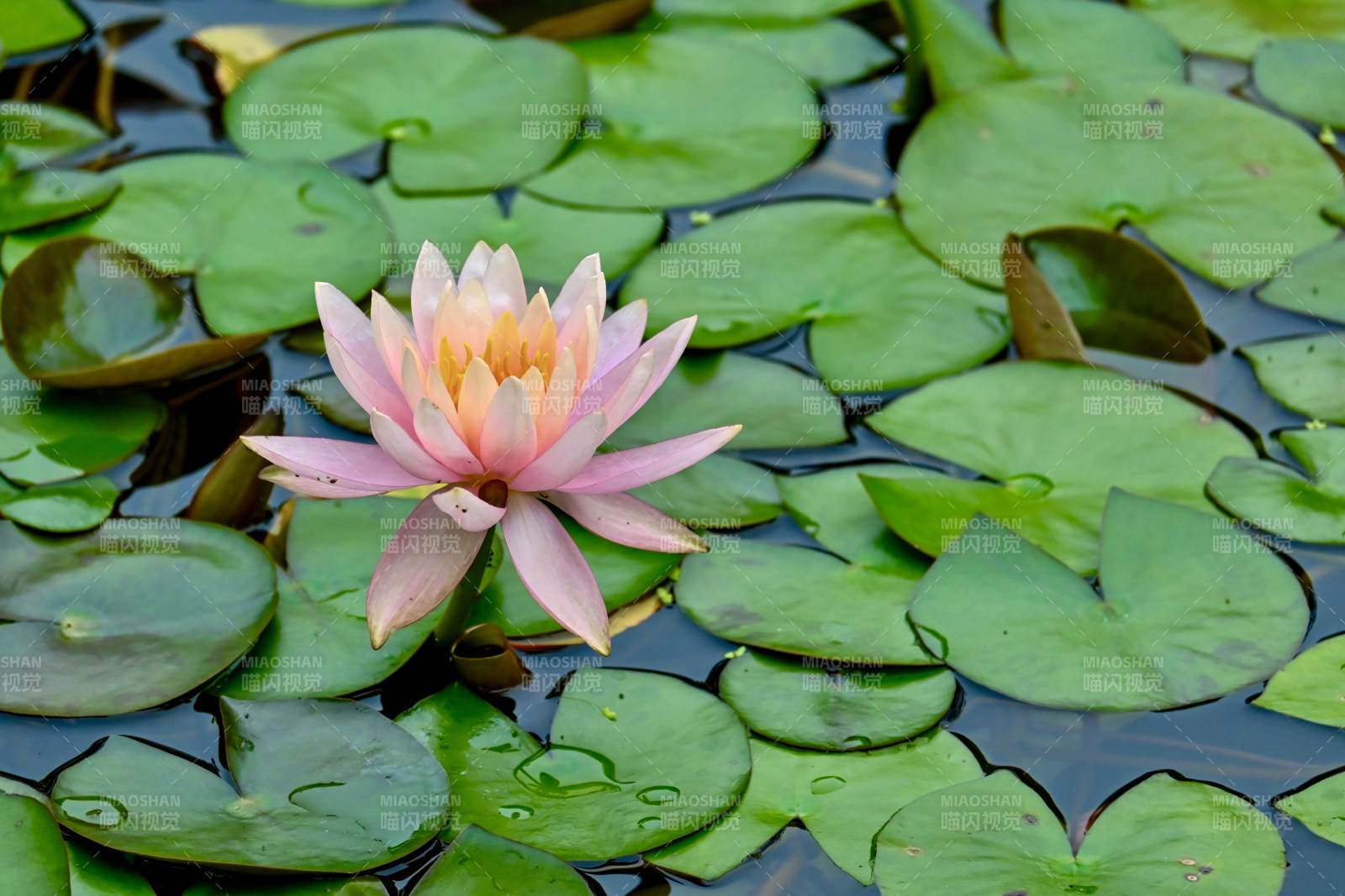 池塘中的粉色睡莲图片