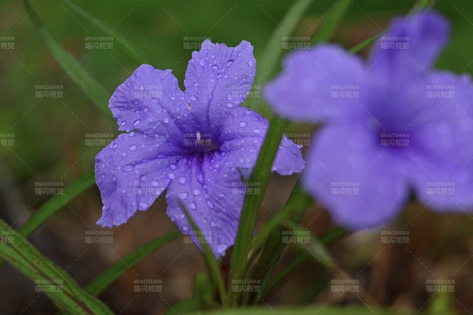 雨后蓝花草 清新自然图片