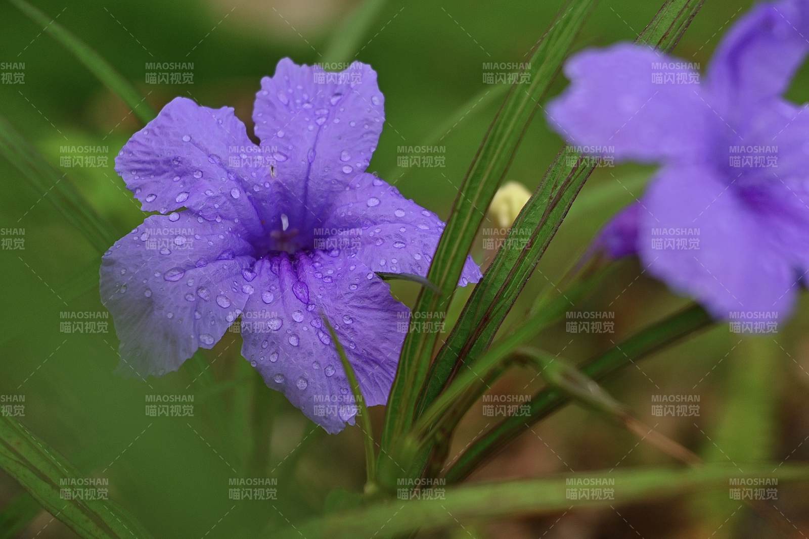 蓝花草花朵上的露珠图片