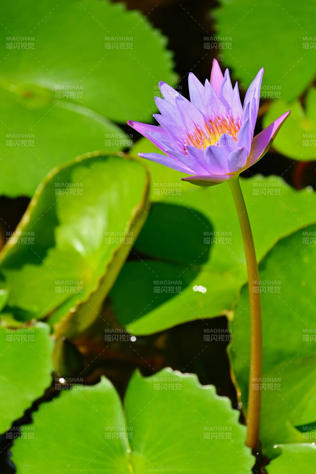 紫色莲花静谧绽放图片