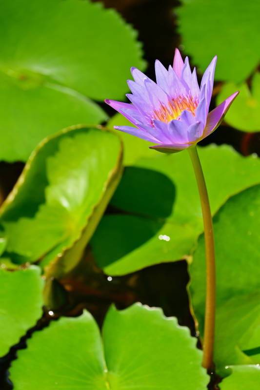 紫色莲花静谧绽放图片