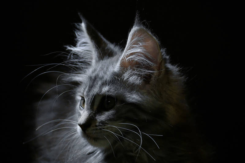 夜色中的猫咪侧影图片