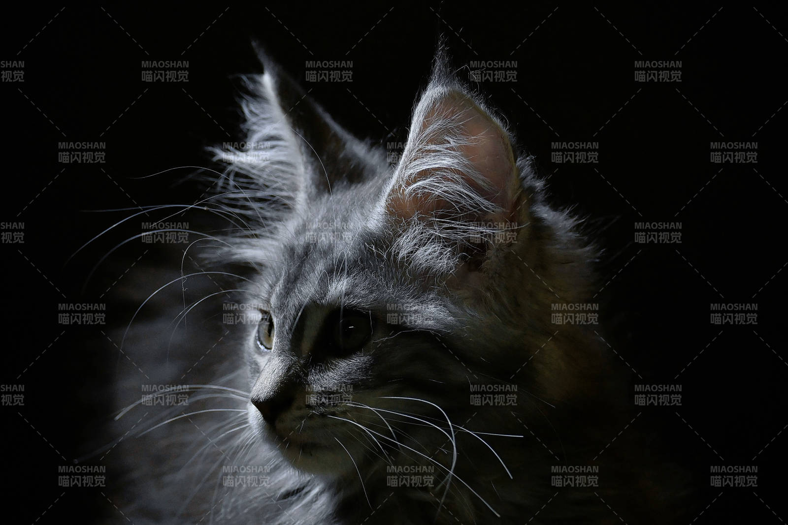 夜色中的猫咪侧影图片