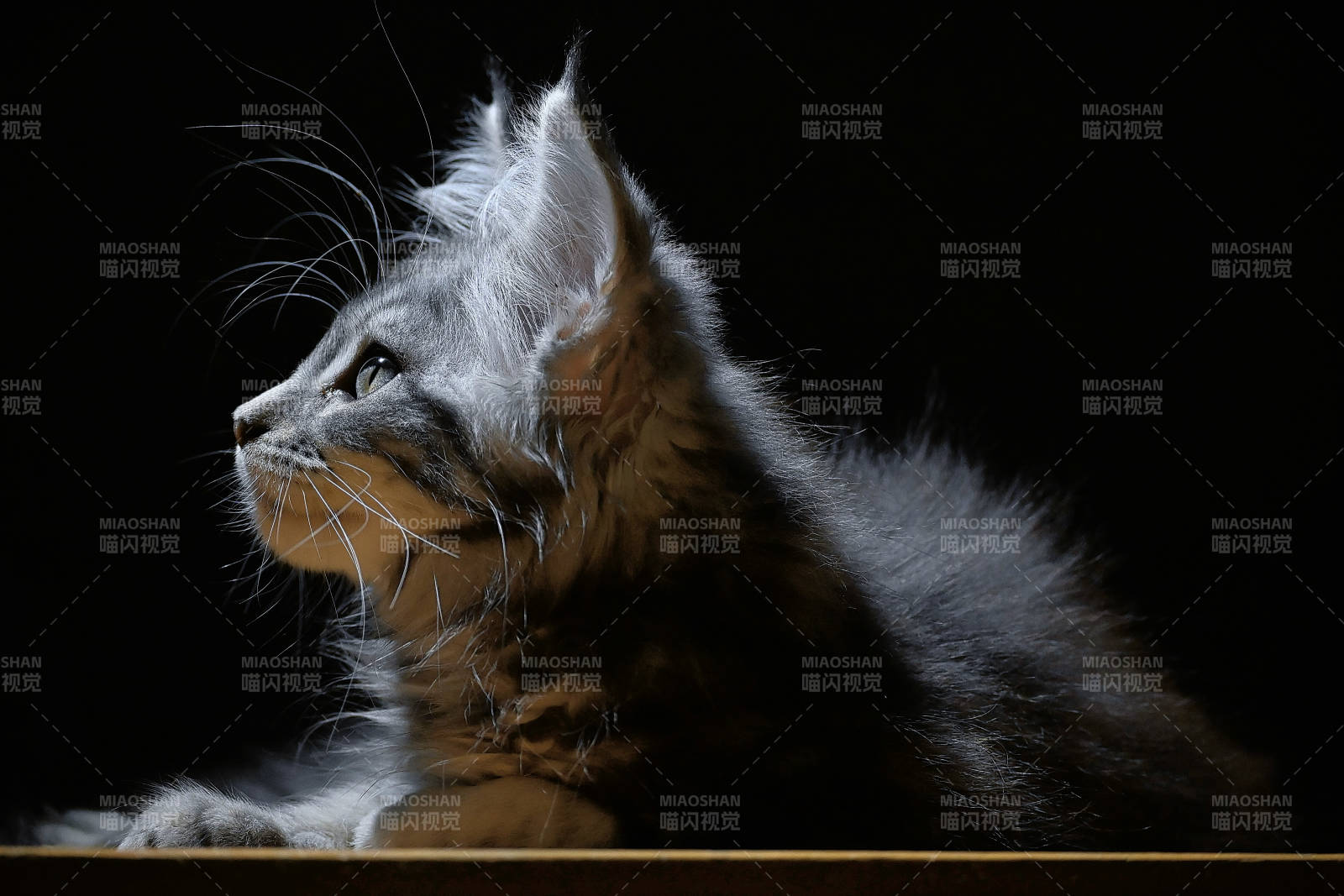 夜色中的小猫侧影图片