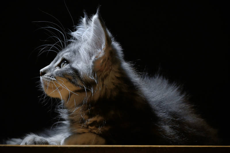 夜色中的小猫侧影图片