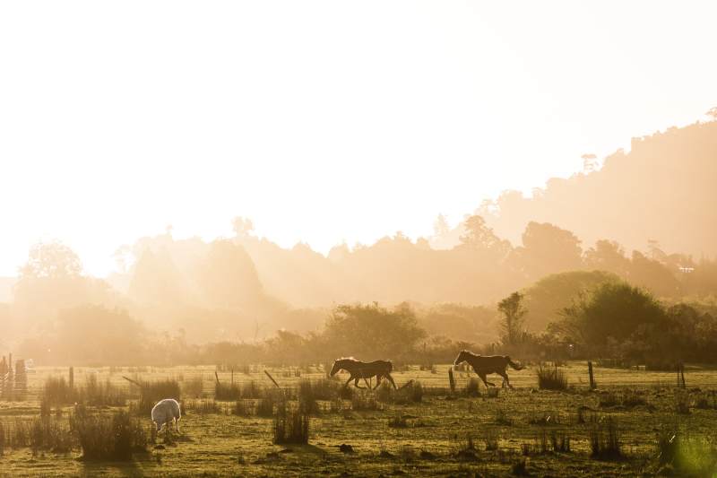 晨曦草原马群漫步图片