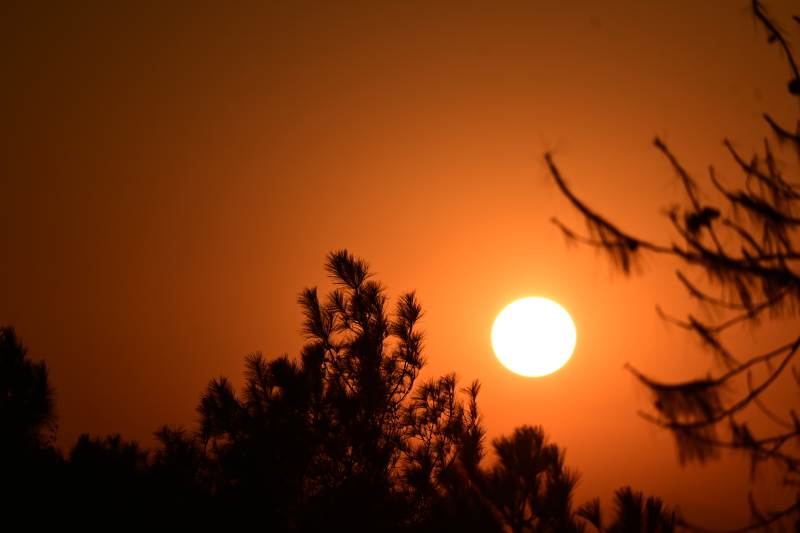 夕阳透过树梢的光辉图片