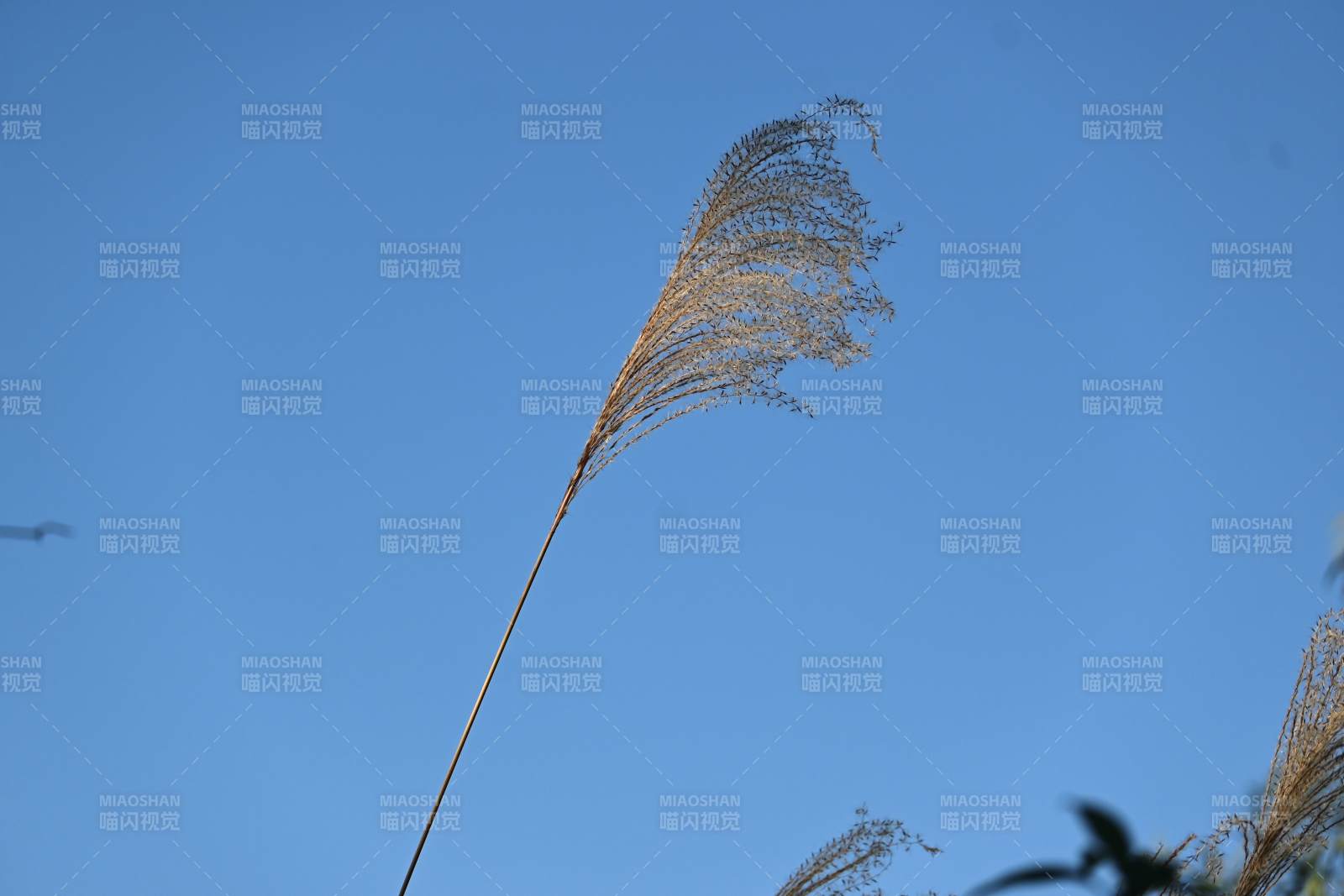 蓝天下的芦苇随风飘扬图片