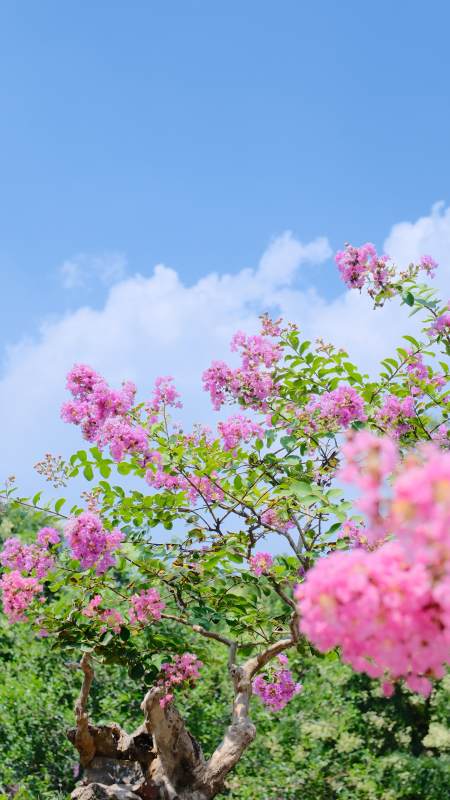 粉色花树蓝天白云背景图片