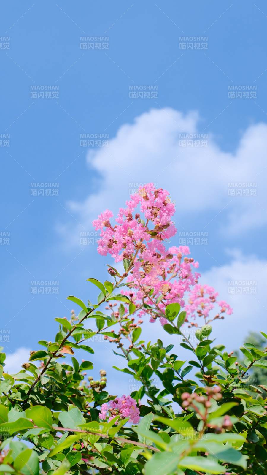 蓝天下的粉色花枝图片