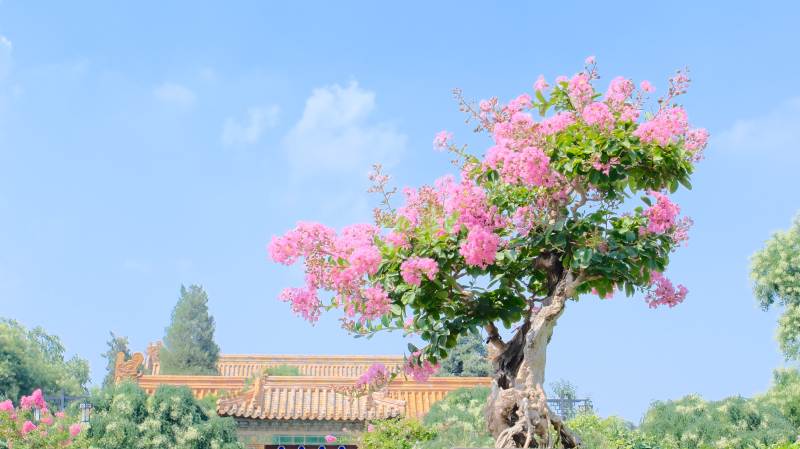 紫薇花开映古建筑图片