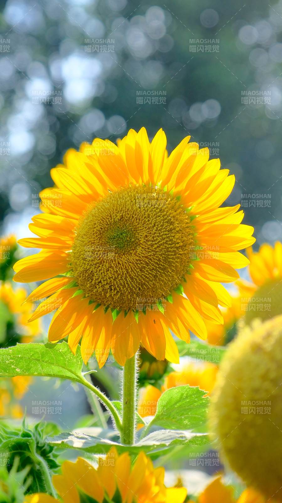 向日葵的明媚阳光图片