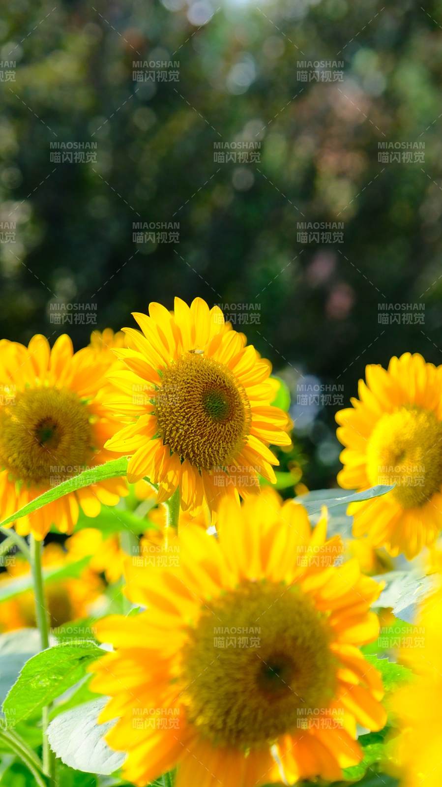 向日葵的明媚时光图片