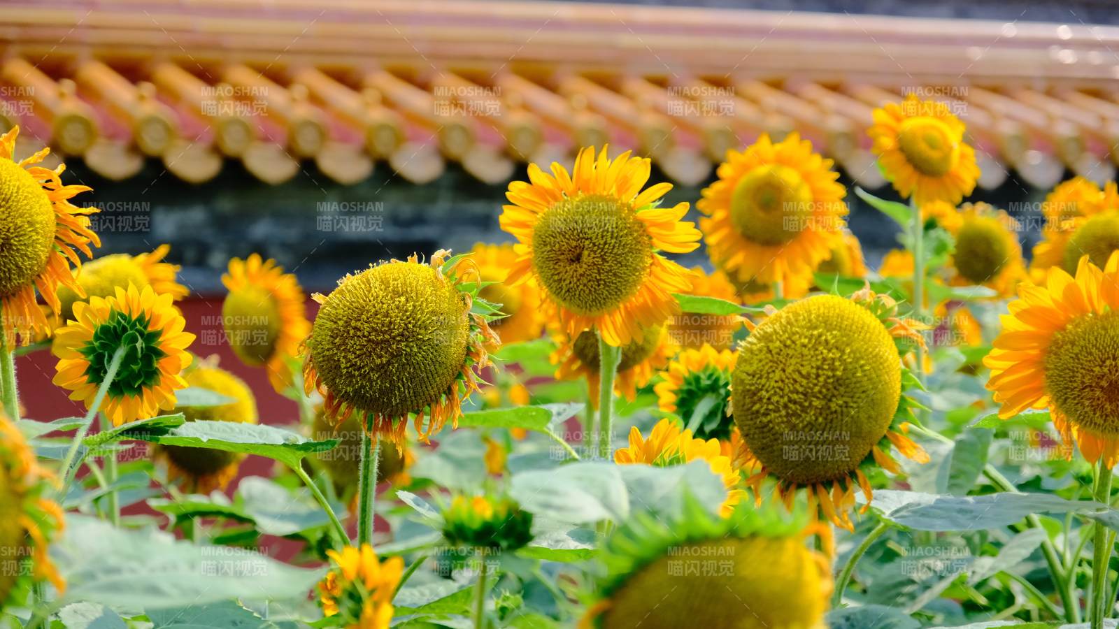 向日葵盛开 映衬古建筑图片