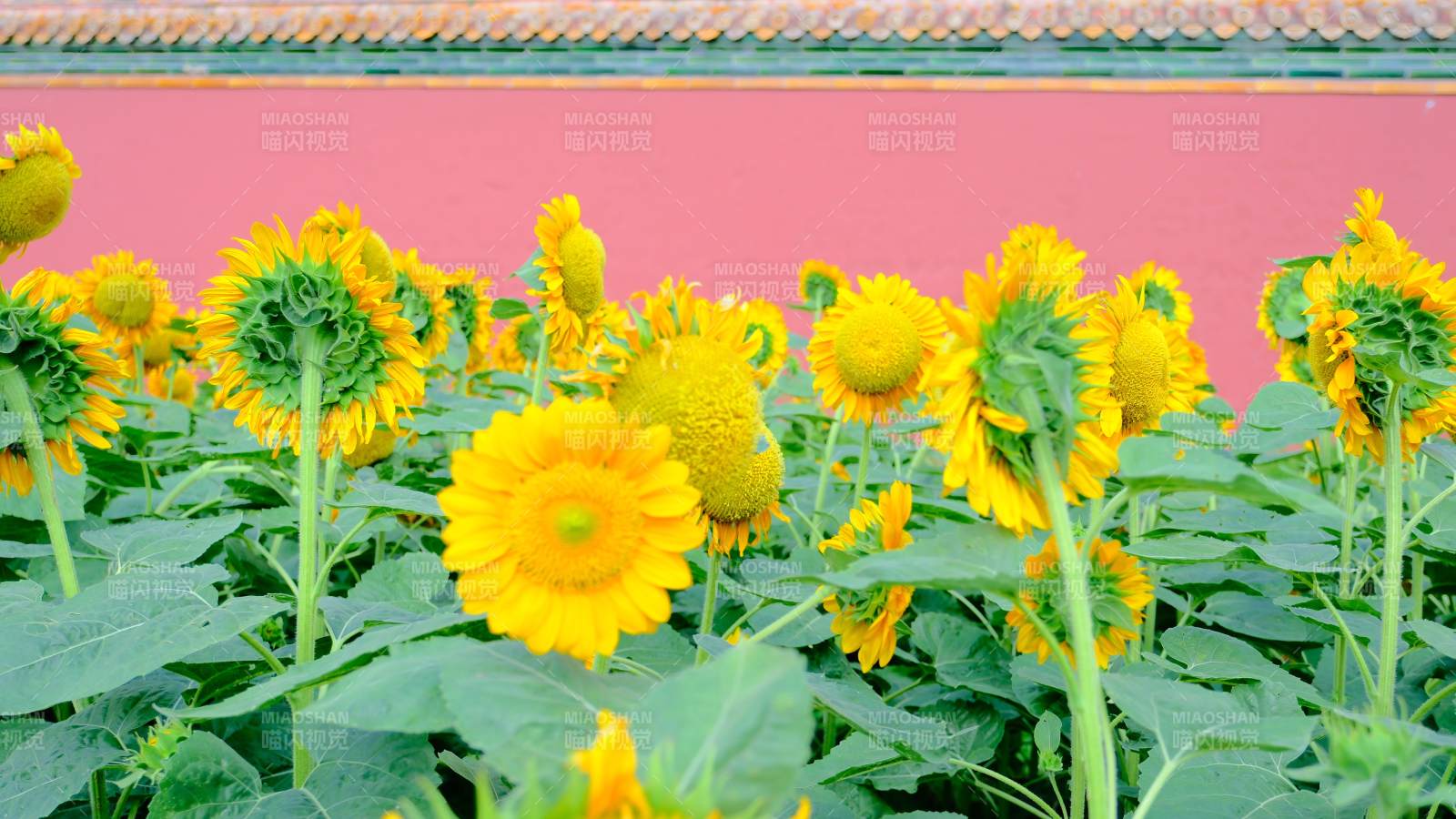 向日葵与粉墙相映成趣图片